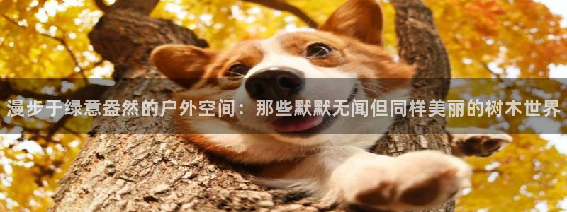 观海卧龙娱乐：漫步于绿意盎然的户外空间：那些默默无闻但同样美丽的树木世界
