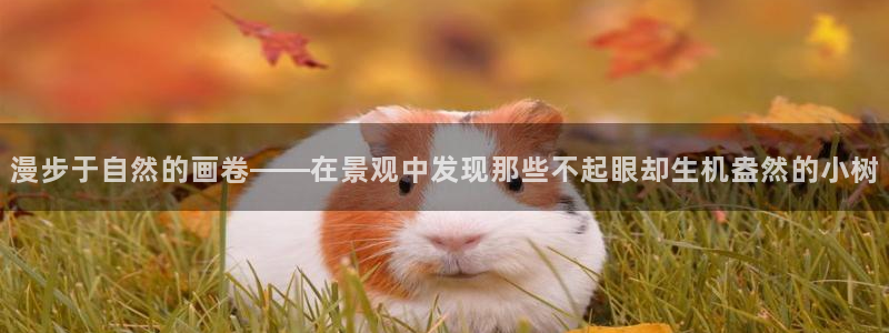 卧龙娱乐违法吗