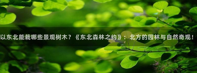 卧龙娱乐官网网址：以东北能栽哪些景观树木？《东北森林之约》：北方的园林与自然奇观！